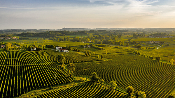 I vigneti del Lugana