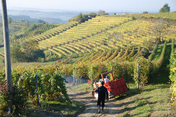 Tra le vigne dell'Albugnano DOC