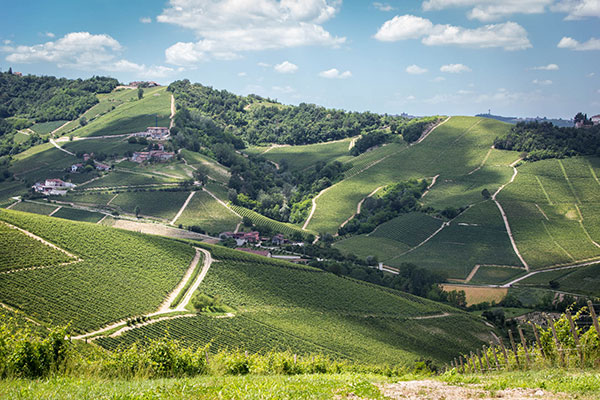 Vigneti Enrico Serafino