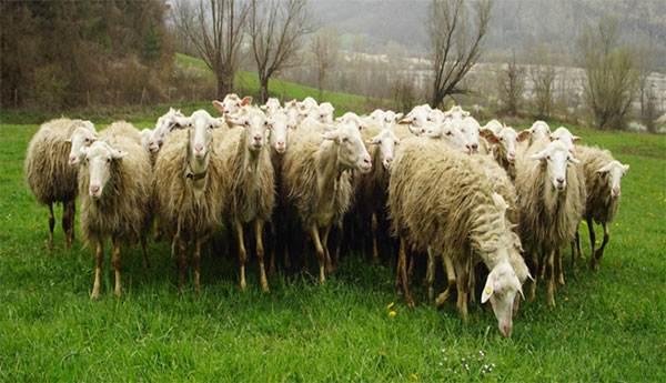 Allevamento ovino a Cantalupo Ligure “La stalla dei ciuchi”, produzione di latte per il Montebore