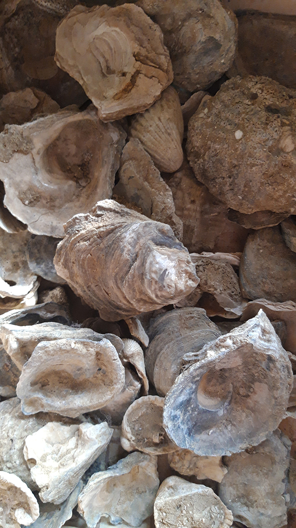 fossili azienda Pasqualetti