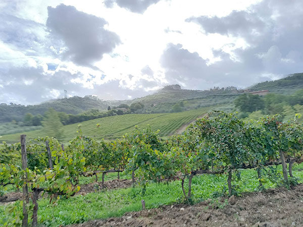 Villa di Capezzana vigneto