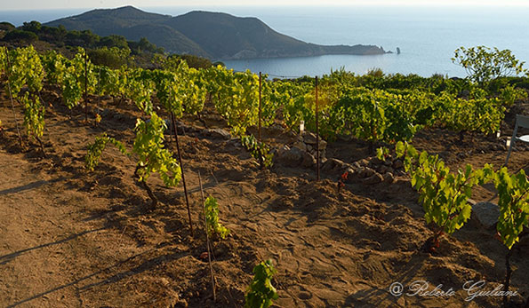 Vigne azienda Castellari Isola del Giglio