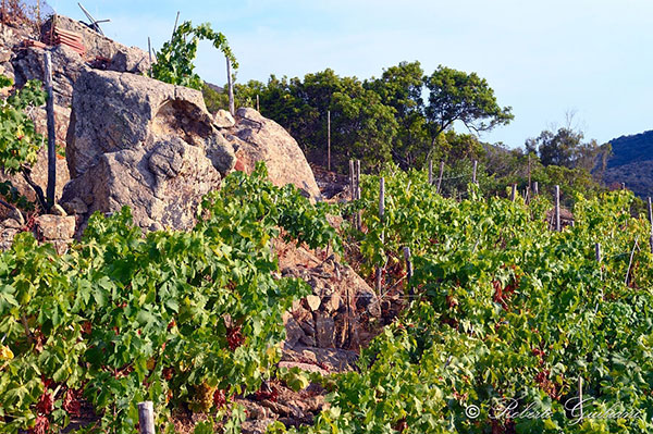 vigneti azienda Parasole