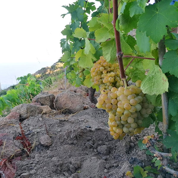 L'ansonaco del Giglio