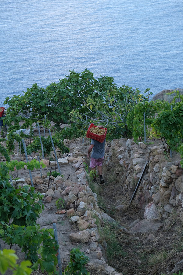 Paradiso dei Conigli vendemmia