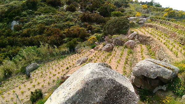 Le vigne nuove a maggio del 2019