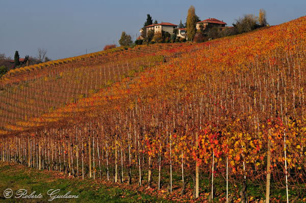 Treiso (CN). I colori dei vigneti in autunno