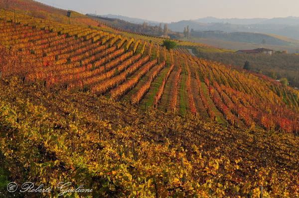 Treiso (CN). I colori dei vigneti in autunno