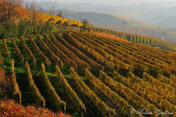 Treiso (CN). I colori dei vigneti in autunno