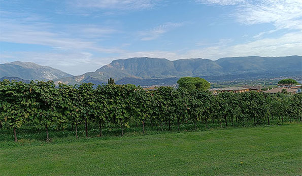 Vigneti nei dintorni di Carpesica (TV)