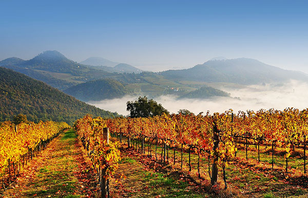 Vigneti nei Colli Euganei. Foto Massimo Guercini