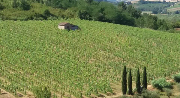 Vigneti azienda Pasqualetti