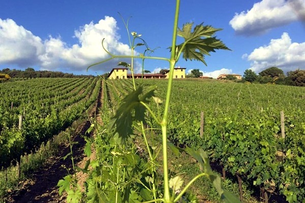 Montecucco Sangiovese ”Viandante” Riserva 2016 della Tenuta L’Impostino