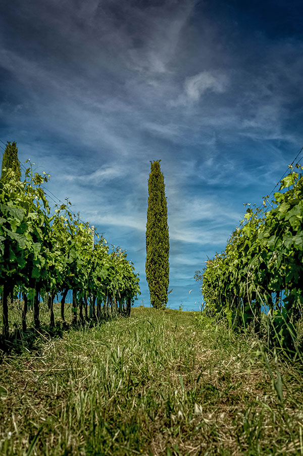 Colline Albelle, vigneto