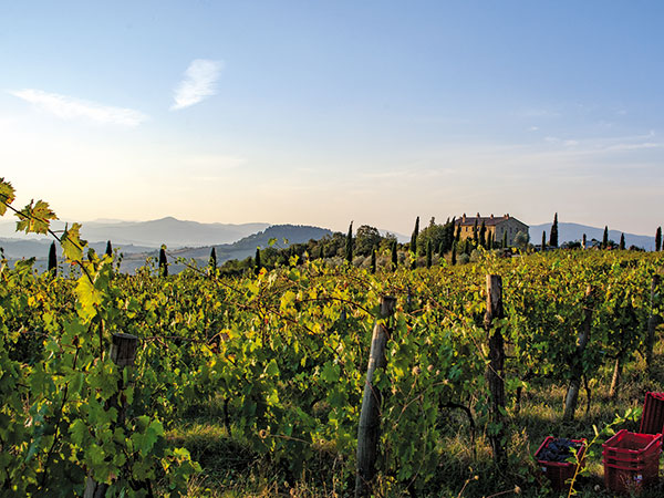 Colline Albelle, vigneto e villa