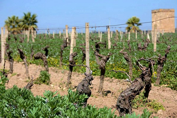 Vigneti Marco De Bartoli