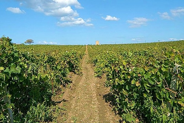 vigneti Marco De Bartoli