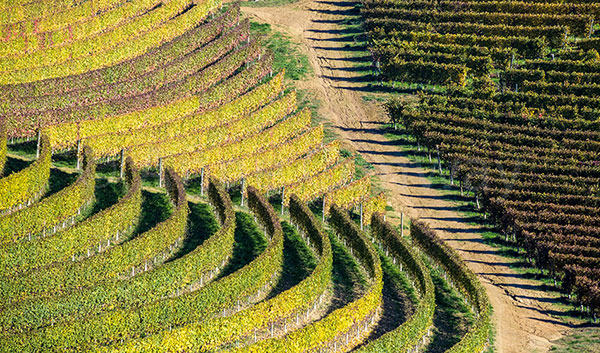 Panorama sui vigneti monferrini