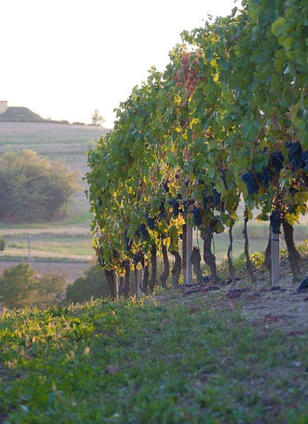 Filari di grignolino