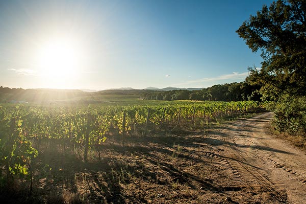 Vigneto tenute Gregu