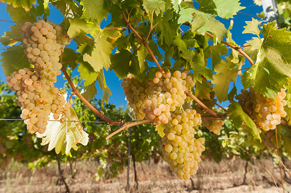 Vermentino Tenute Gregu