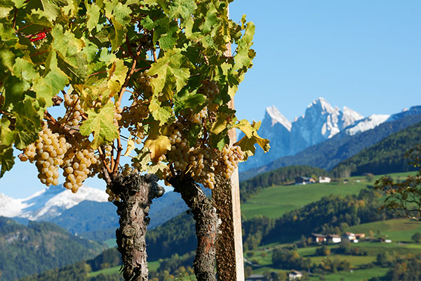 Cantina Valle Isarco