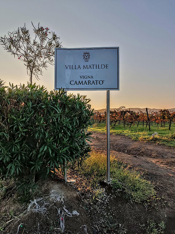 Vigna Camarato