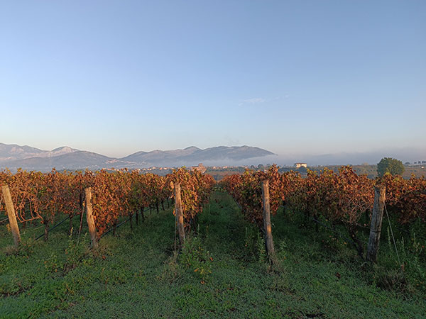 Vigneti Villa Matilde