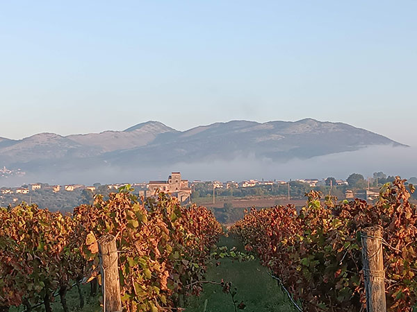 Vigneti Villa Matilde