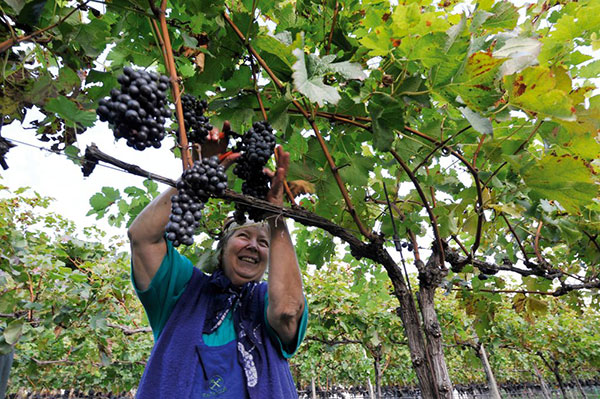 Andriano. Vendemmia