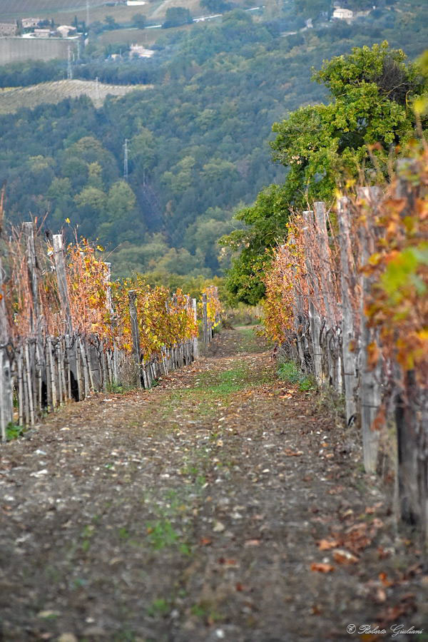 Filari di vite a Montalcino