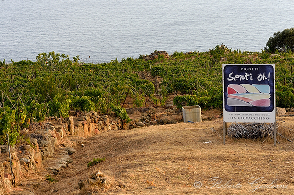 Vigneto Giovacchino