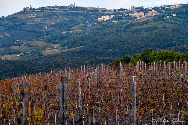 Montalcino e vigneti