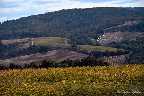 Vigneti presso Mocali