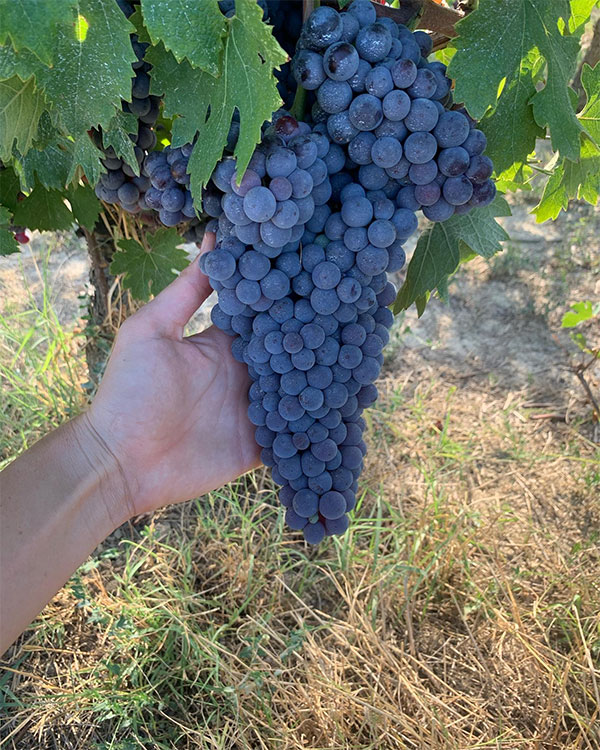 nebbiolo azienda Parusso