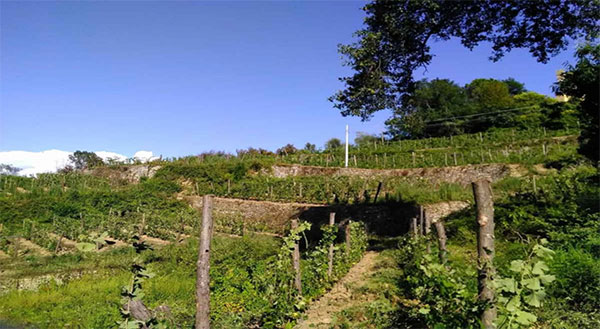 Vigna di Scimiscà