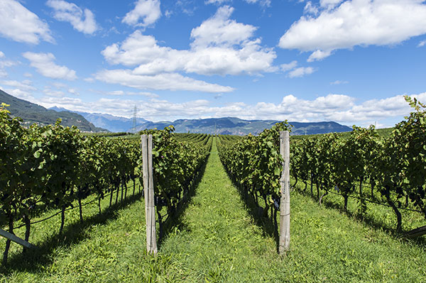Vigneto Cantina Colterenzio, ®Helmut Rier