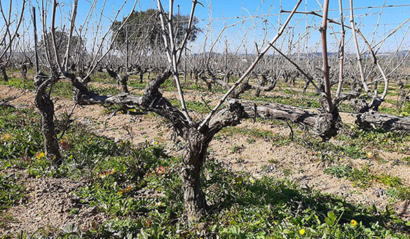 Cantina del Mandrolisai alberello