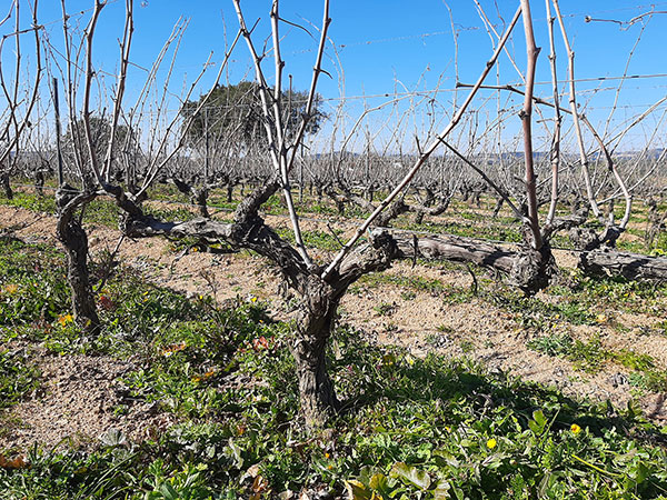 Cantina del Mandrolisai alberello