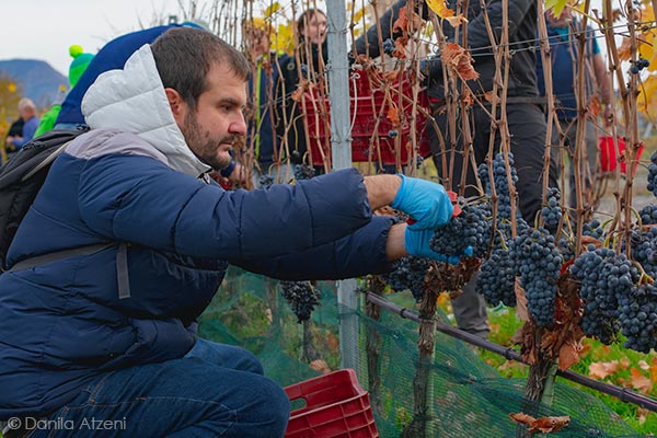 Andrea Li Calzi in vendemmia