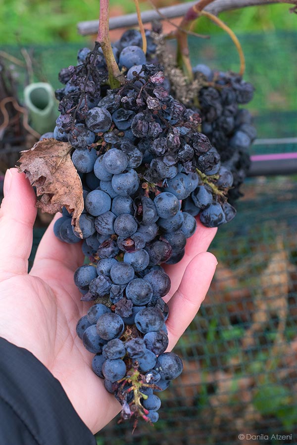 Grappolo di fumin colpito dalla Botritys cinerea