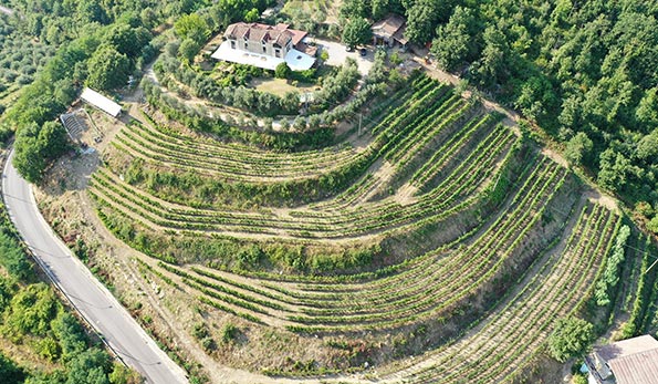 Vigneto Cantina della Collina