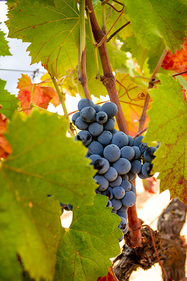 Cantina del Mandrolisai grappolo d'uva