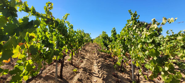 Cantina del Mandrolisai