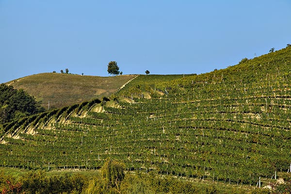 vigneti azienda Réva
