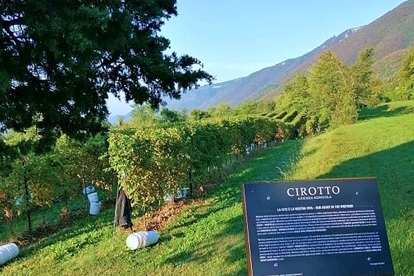 Cirotto Vini