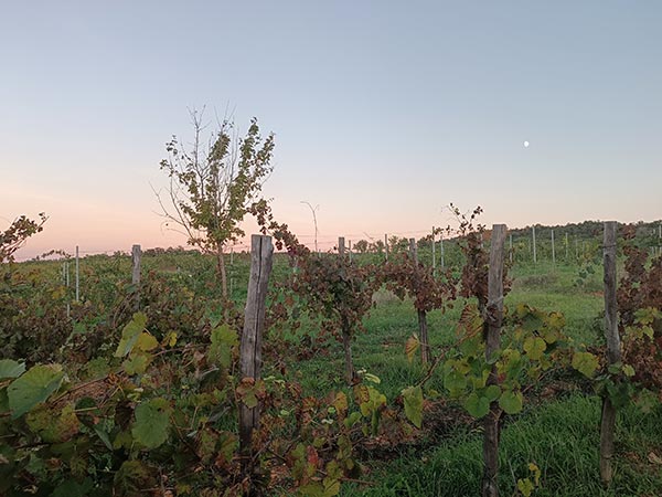 La vigna sperimentale