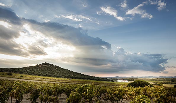 Cantina Antonella Corda