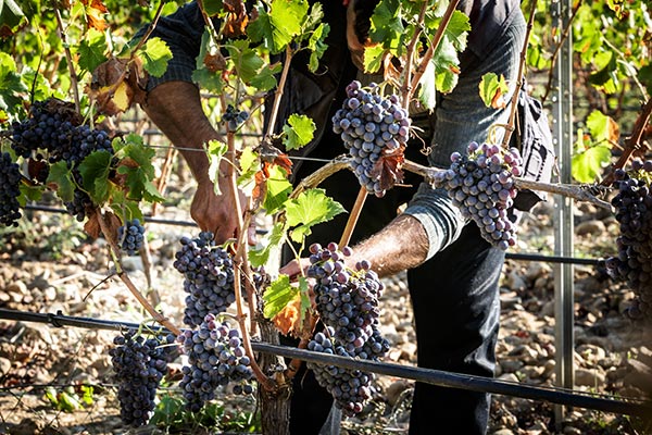 Grappoli di Cannonau